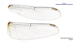 Female wings