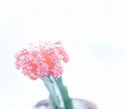 Cactus in the greenhouse interior.