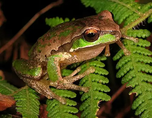Image 3 New England Tree Frog Photo credit: LiquidGhoul The New England Tree Frog (Litoria subglandulosa) is a species of frog native to the streams of the New England Tablelands, New South Wales, Australia. More selected pictures
