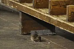 Rat nibbling on trash in front of subway bench