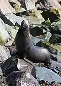 New Zealand fur seal