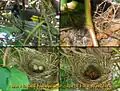 New Holland honeyeater nest, eggs and chicks, Western Australia