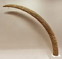 Sample of a Benin Altar Tusk at Cleveland Museum of Art