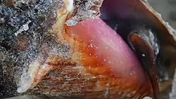 Conch Caught off North Caicos