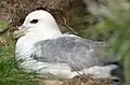 Northern fulmar F. g. auduboni on the nest in Orkney, Scotland
