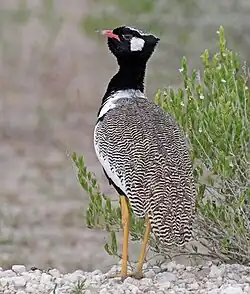 Dorsal view of adult male