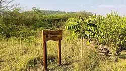 Nyandungu Urban Wetland Eco-Tourism Park medicinal garden 01