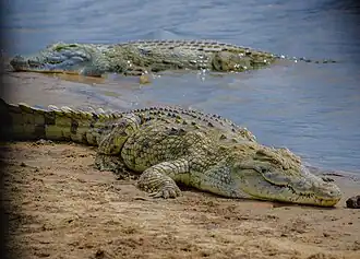 Nile crocodile