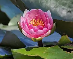 Nymphaea 'Laydekeri Purpurata'