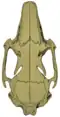 Dorsal view of the common rabbit subspecies' skull