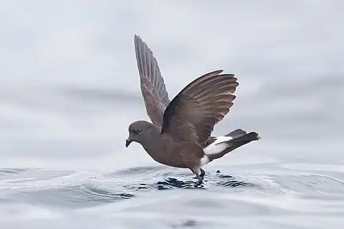 Wilson's storm petrel pattering