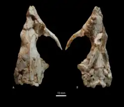 Preserved skull photograph, consisting of a near complete skull missing some of the left side