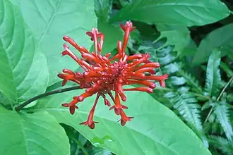 Tropical Botanical Garden, Papaikou, Hawaii