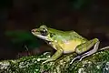 Odorrana hosii Khao Sok National Park
