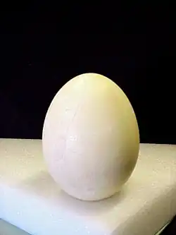 Egg of Aepyornis standing upright