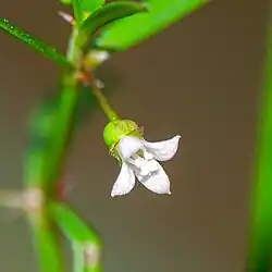 Flower of Oldenlandia corymbosa