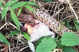 O. formosanus eating a banded bullfrog