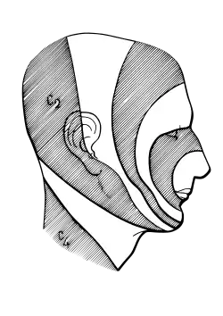 The head in profile, with trigeminal-nerve distribution illustrated