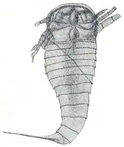 A photograph of the surface of the holotype and only known fossil of O. pumilus