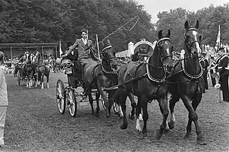 Drivers carry a whip because they cannot use leg aids at all.