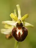 Ophrys litigious.