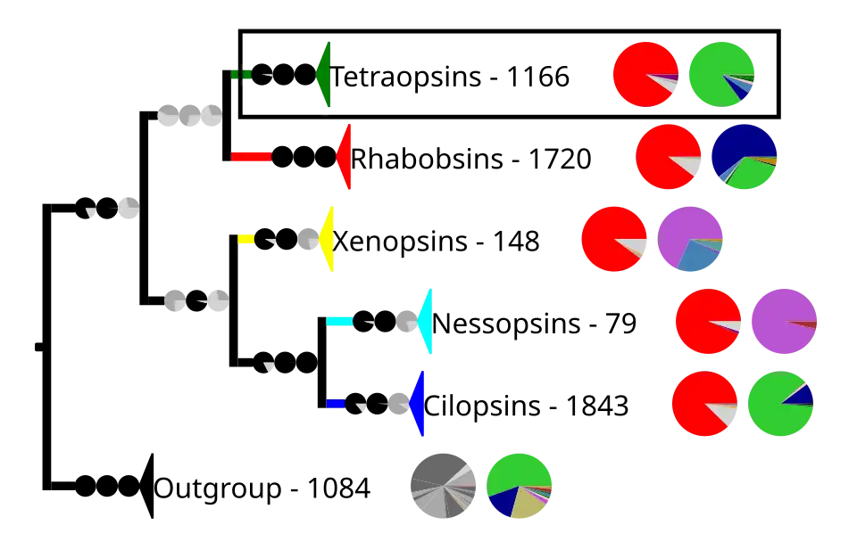 Most known opsins have the retinal binding lysine except some among the tetraopins, The outgroup contains other G protein-coupled receptors.