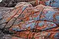 Orange lichen-covered rocks at Coles Bay