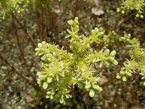 Inflorescence detail