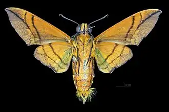 Oryba kadeni ♂ △