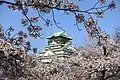 Cherry blossom at Osaka Castle