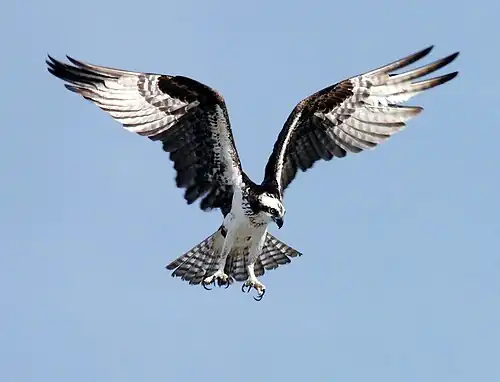 An osprey hovering mid-air