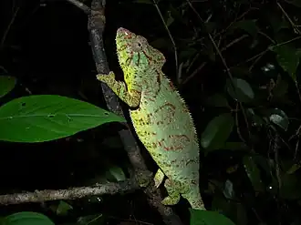 female, Ankarafantsika National Park