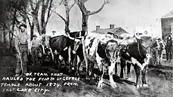 Large Oxen hauling a loaded wagon, which contains parts of the Baptismal Font for the St. George Utah Temple