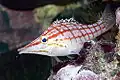 Close up of Longnose hawkfish