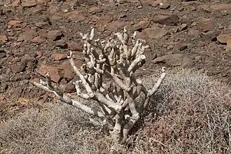 Leafless in the dry season