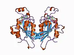 1a4r: G12V MUTANT OF HUMAN PLACENTAL CDC42 GTPASE IN THE GDP FORM