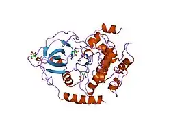 1fmo: CRYSTAL STRUCTURE OF A POLYHISTIDINE-TAGGED RECOMBINANT CATALYTIC SUBUNIT OF CAMP-DEPENDENT PROTEIN KINASE COMPLEXED WITH THE PEPTIDE INHIBITOR PKI(5-24) AND ADENOSINE