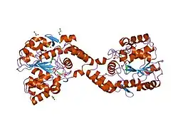 1g3m: CRYSTAL STRUCTURE OF HUMAN ESTROGEN SULFOTRANSFERASE IN COMPLEX WITH IN-ACTIVE COFACTOR PAP AND 3,5,3',5'-TETRACHLORO-BIPHENYL-4,4'-DIOL