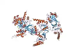 1gn1: CRYSTAL STRUCTURE OF THE MOUSE CCT GAMMA APICAL DOMAIN (MONOCLINIC)