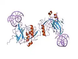 1h9d: AML1/CBF-BETA/DNA COMPLEX