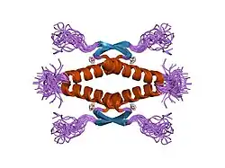 1sah: HIGH RESOLUTION SOLUTION NMR STRUCTURE OF THE OLIGOMERIZATION DOMAIN OF P53 BY MULTI-DIMENSIONAL NMR (SAD STRUCTURES)