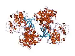 1urc: CYCLIN A BINDING GROOVE INHIBITOR ACE-ARG-LYS-LEU-PHE-GLY