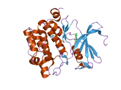 1yxv: Crystal Structure of Kinase Pim1 in complex with 3,4-Dihydroxy-1-methylquinolin-2(1H)-one
