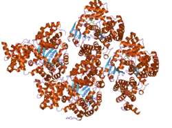 1z6t: Structure of the apoptotic protease-activating factor 1 bound to ADP