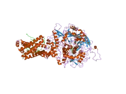 1zoy: Crystal Structure of Mitochondrial Respiratory Complex II from porcine heart at 2.4 Angstroms