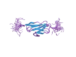 2dku: Solution structure of the third Ig-like domain of human KIAA1556 protein
