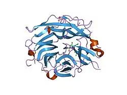 2f11: Crystal Structure of the Human Sialidase Neu2 in Complex with isobutyl ether mimetic Inhibitor