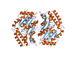2g06: X-ray structure of mouse pyrimidine 5'-nucleotidase type 1, with bound magnesium(II)