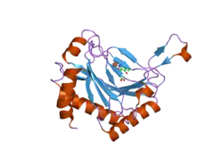 2g19: Cellular Oxygen Sensing: Crystal Structure of Hypoxia-Inducible Factor Prolyl Hydroxylase (PHD2)