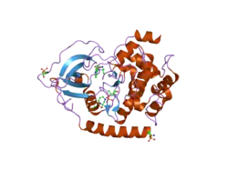 2gnh: PKA five fold mutant model of Rho-kinase with H1152P